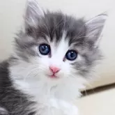 ノルウェージャンフォレストキャット