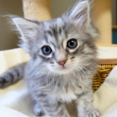 ノルウェージャンフォレストキャット