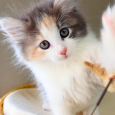 ノルウェージャンフォレストキャット