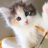 ノルウェージャンフォレストキャット