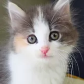 ノルウェージャンフォレストキャット