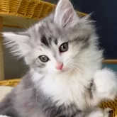 ノルウェージャンフォレストキャット