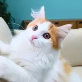 ノルウェージャンフォレストキャット