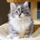 ノルウェージャンフォレストキャット