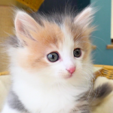 ノルウェージャンフォレストキャット