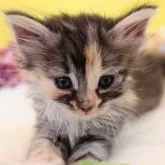 ノルウェージャンフォレストキャット