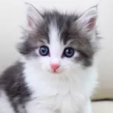 ノルウェージャンフォレストキャット