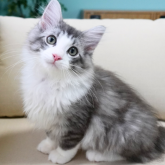 ノルウェージャンフォレストキャット