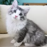 ノルウェージャンフォレストキャット
