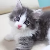 ノルウェージャンフォレストキャット