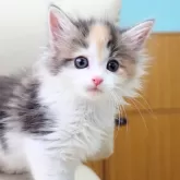 ノルウェージャンフォレストキャット