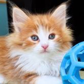 ノルウェージャンフォレストキャット