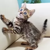 ベンガル