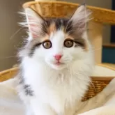 ノルウェージャンフォレストキャット