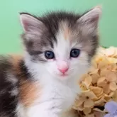 ノルウェージャンフォレストキャット