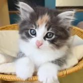 ノルウェージャンフォレストキャット