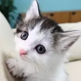 ノルウェージャンフォレストキャット