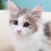 ノルウェージャンフォレストキャット
