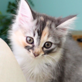 ノルウェージャンフォレストキャット