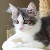 ノルウェージャンフォレストキャット