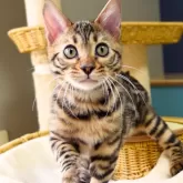 ベンガル【神奈川県・男の子・2025年8月8日・ブラウンスポテッドタビー(ロゼット)】の写真1「オリオン君（仮名）」