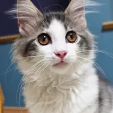 ノルウェージャンフォレストキャット