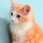 ノルウェージャンフォレストキャット