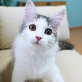 ノルウェージャンフォレストキャット