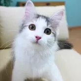 ノルウェージャンフォレストキャット