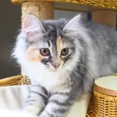 ノルウェージャンフォレストキャット