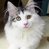 ノルウェージャンフォレストキャット