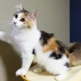 ノルウェージャンフォレストキャット