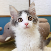 ノルウェージャンフォレストキャット