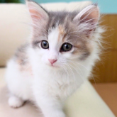 ノルウェージャンフォレストキャット