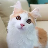 ノルウェージャンフォレストキャット