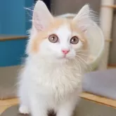 ノルウェージャンフォレストキャット