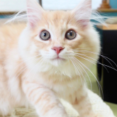 ノルウェージャンフォレストキャット