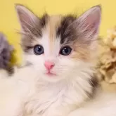 ノルウェージャンフォレストキャット