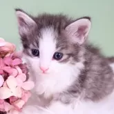 ノルウェージャンフォレストキャット