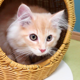 ノルウェージャンフォレストキャット