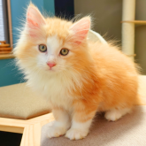 ノルウェージャンフォレストキャット