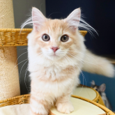 ノルウェージャンフォレストキャット