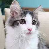 ノルウェージャンフォレストキャット