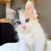 ノルウェージャンフォレストキャット