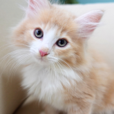 ノルウェージャンフォレストキャット