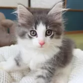 ノルウェージャンフォレストキャット