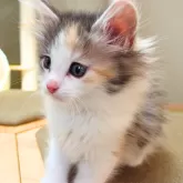ノルウェージャンフォレストキャット
