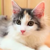 ノルウェージャンフォレストキャット