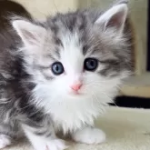 ノルウェージャンフォレストキャット