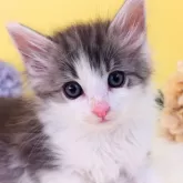 ノルウェージャンフォレストキャット